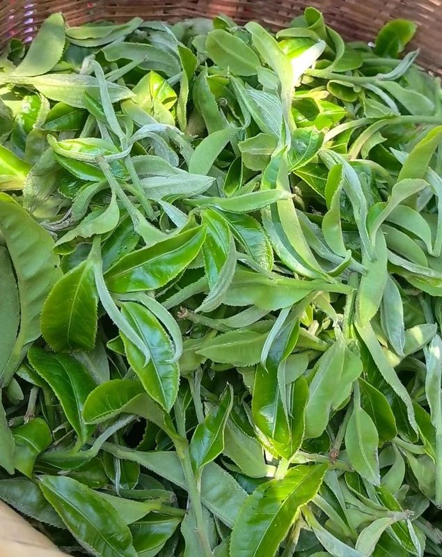 有关于景谷举行首届“秧塔大白茶”开采节的相关信息(10)