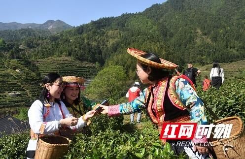 关于隆回：瑶山茶叶香 文旅推荐忙的最新消息