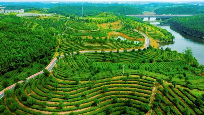 关于湖北省人大代表陈学友——“茶叶书记”的“法治经”的信息