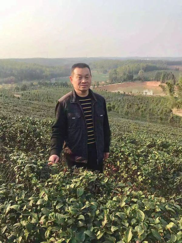 关于湖北省人大代表陈学友——“茶叶书记”的“法治经”的信息(1)