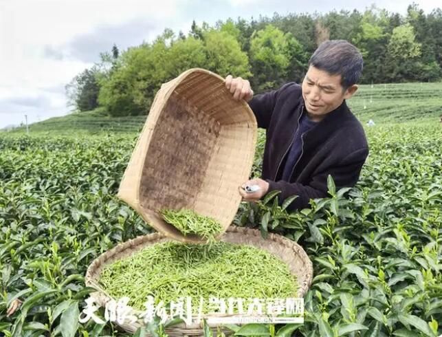 有关于仁怀市学孔镇：做大茶产业，“美村”“富民”比翼飞的资讯(1)