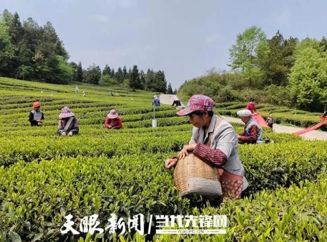 有关于仁怀市学孔镇：做大茶产业，“美村”“富民”比翼飞的资讯