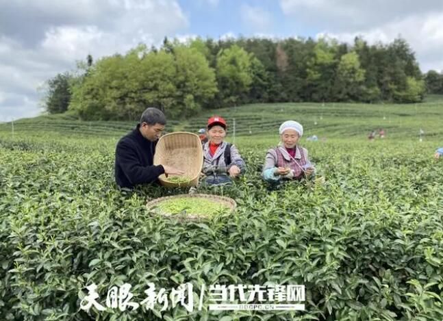 有关于仁怀市学孔镇：做大茶产业，“美村”“富民”比翼飞的资讯(2)