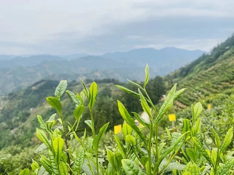 关于歙县：公益助农直播热 茶旅融合促振兴的消息(1)