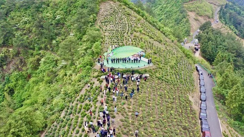 关于歙县：公益助农直播热 茶旅融合促振兴的消息(2)