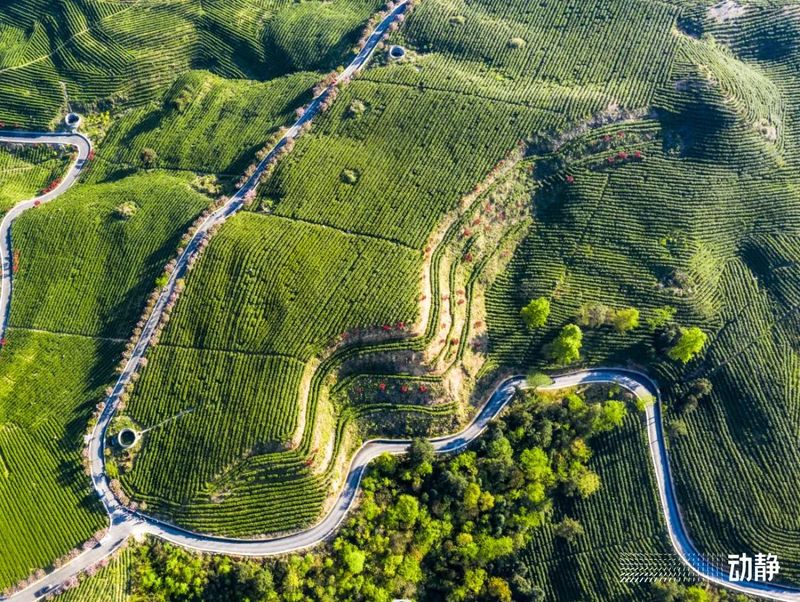 关于黔南唯一！惠水这座茶山获评“十佳贵州最美茶山”的信息(1)