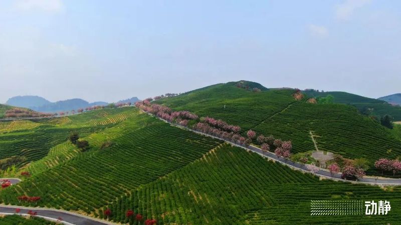 关于黔南唯一！惠水这座茶山获评“十佳贵州最美茶山”的信息