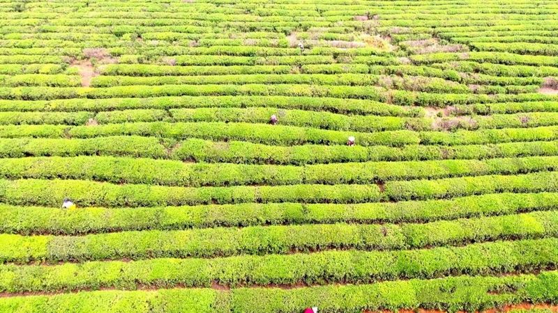 关于永修县：“茶叶”变“金叶” 铺就乡村致富新路的新闻