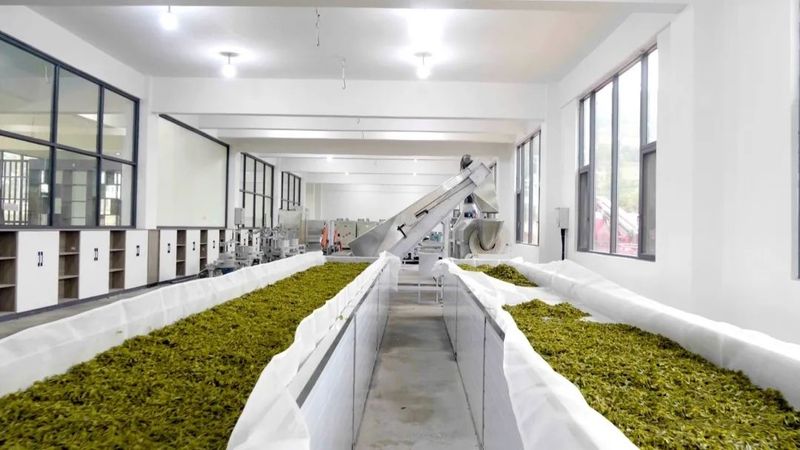 关于永修县：“茶叶”变“金叶” 铺就乡村致富新路的新闻(6)