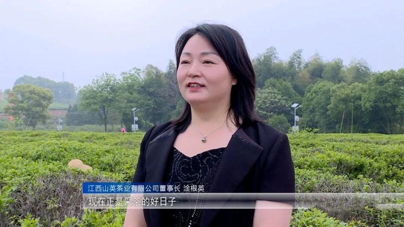 关于永修县：“茶叶”变“金叶” 铺就乡村致富新路的新闻(2)