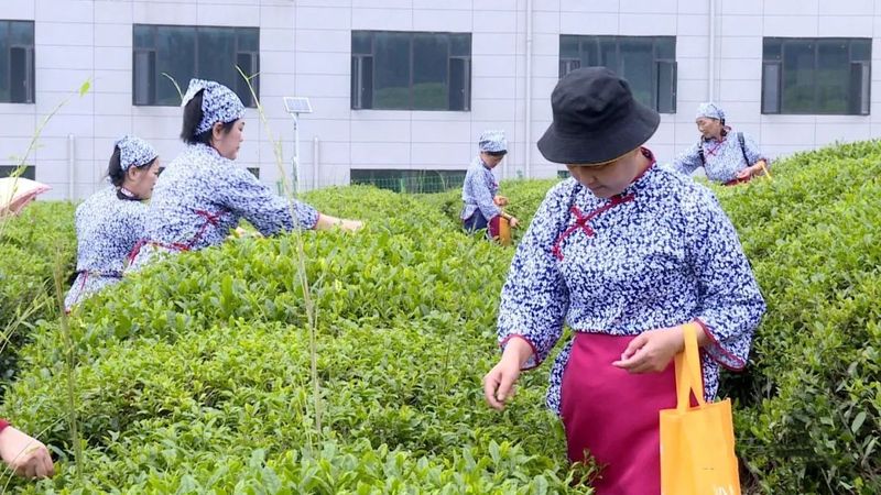 关于永修县：“茶叶”变“金叶” 铺就乡村致富新路的新闻(1)