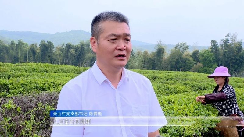 关于永修县：“茶叶”变“金叶” 铺就乡村致富新路的新闻(4)