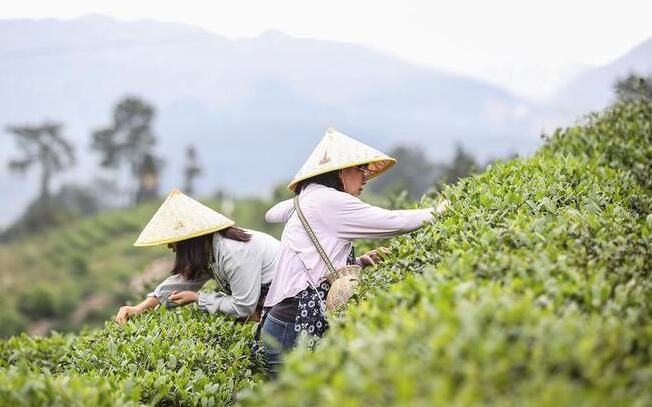 有关于贵州丹寨：茶旅融合焕发传统茶园新活力的相关内容(2)