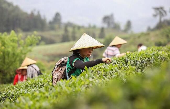 有关于贵州丹寨：茶旅融合焕发传统茶园新活力的相关内容(1)