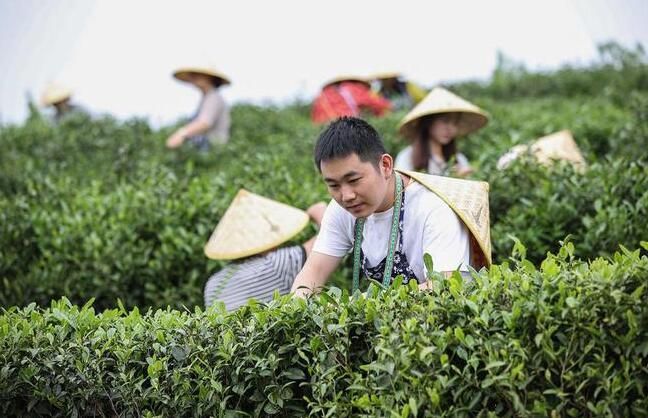 有关于贵州丹寨：茶旅融合焕发传统茶园新活力的相关内容(3)