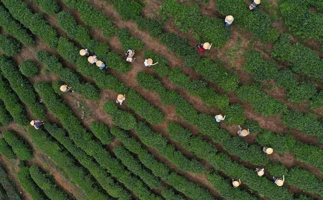 有关于贵州丹寨：茶旅融合焕发传统茶园新活力的相关内容(6)