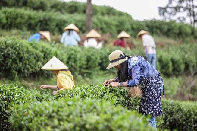 有关于贵州丹寨：茶旅融合焕发传统茶园新活力的相关内容(4)