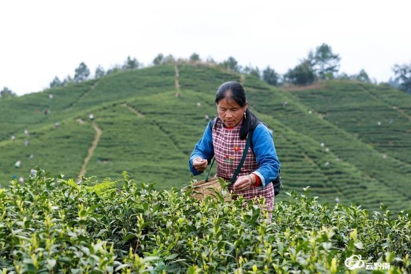 关于黔南州精准施策着力“破局”采茶高峰“用工荒”矛盾的内容(3)