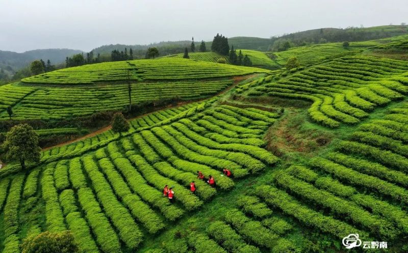 关于黔南州精准施策着力“破局”采茶高峰“用工荒”矛盾的内容