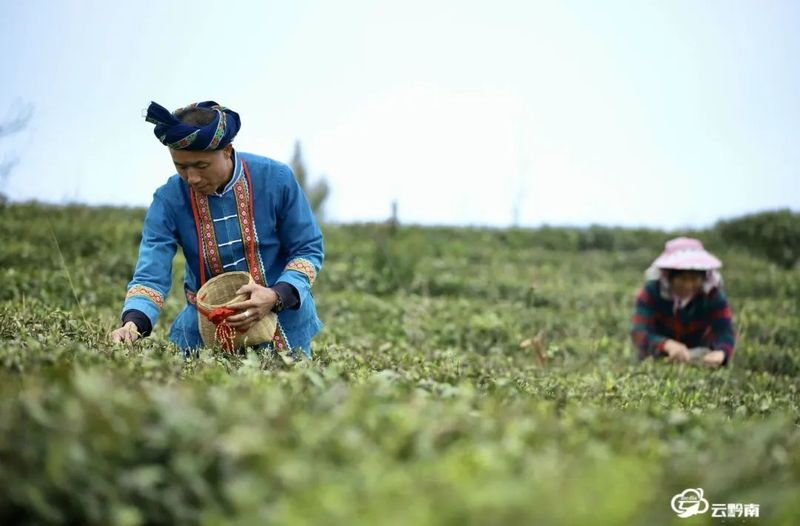 关于黔南州精准施策着力“破局”采茶高峰“用工荒”矛盾的内容(1)