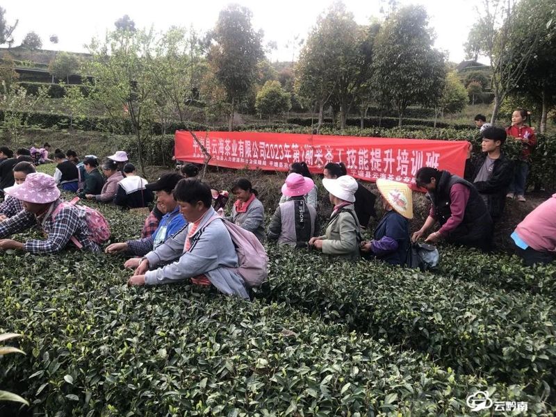 关于黔南州精准施策着力“破局”采茶高峰“用工荒”矛盾的内容(2)