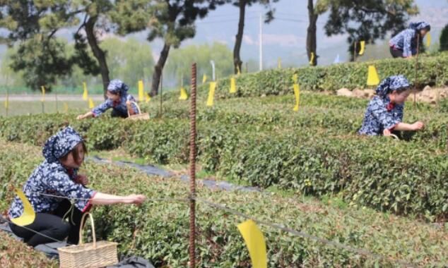 有关于首批诸城抹茶出口发运仪式暨2023年诸城春茶开园仪式在桃林镇顺利举行的信息(7)