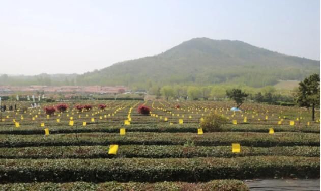 有关于首批诸城抹茶出口发运仪式暨2023年诸城春茶开园仪式在桃林镇顺利举行的信息(5)