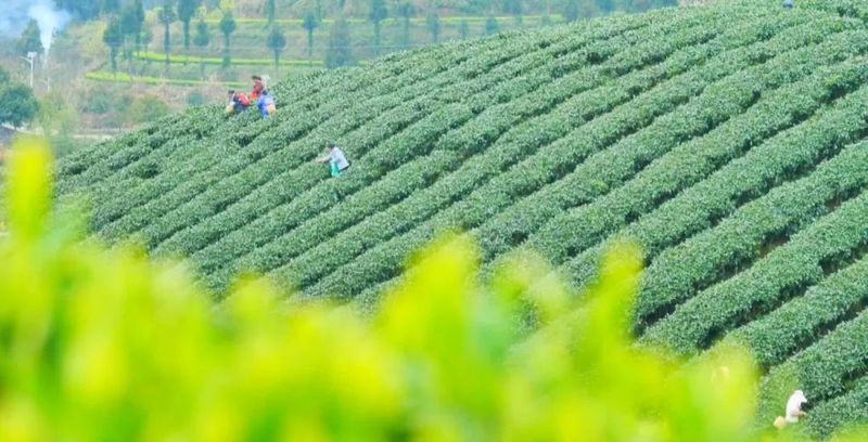 有关于凤冈：茶产业发展电力十足的相关信息(1)