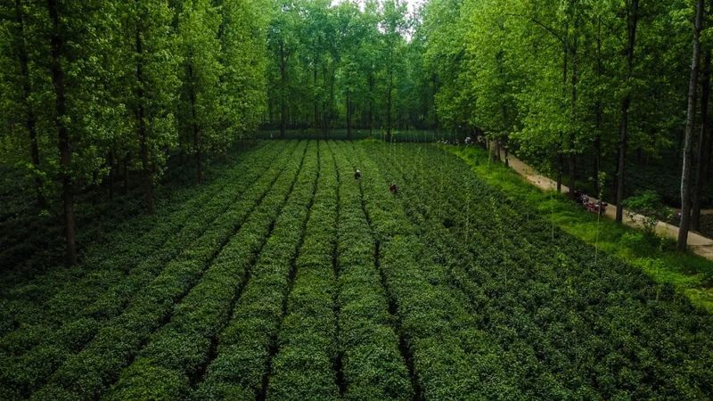 有关于踅孜镇：淮南“绿”茶托起富民“金”产业的新闻(2)