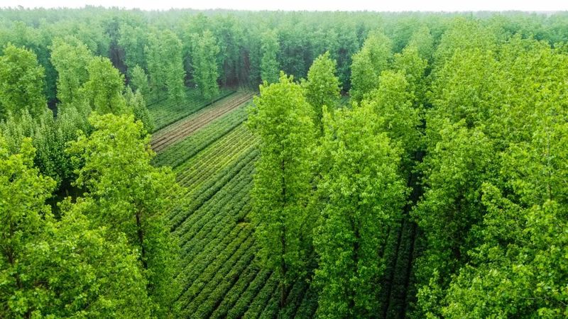 有关于踅孜镇：淮南“绿”茶托起富民“金”产业的新闻(1)