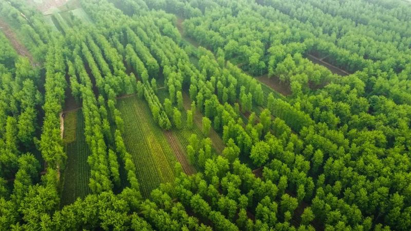 有关于踅孜镇：淮南“绿”茶托起富民“金”产业的新闻