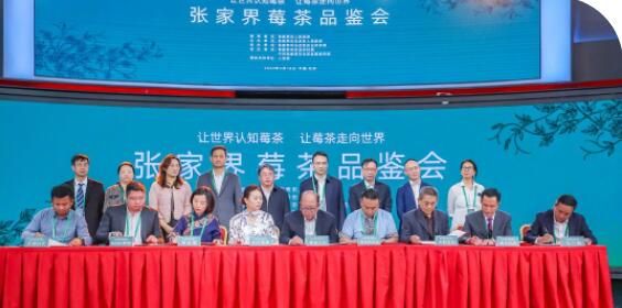 关于小茶叶“长成”大产业 张家界莓茶品鉴会在北京举办的消息(10)