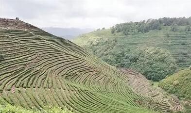 有关于田园镇：生态润茶香 绿色树品牌的内容