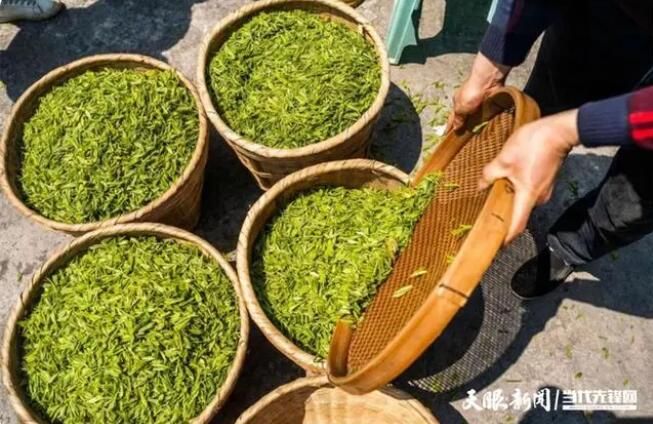 有关于山神箐上芽吐翠 农家四月采茶忙的信息(2)