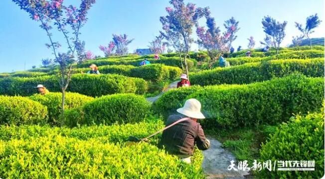 有关于山神箐上芽吐翠 农家四月采茶忙的信息