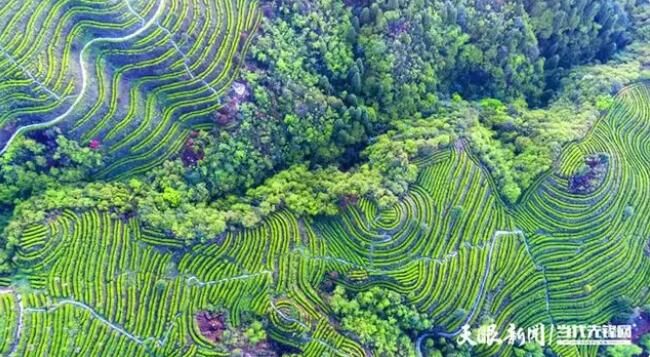 有关于山神箐上芽吐翠 农家四月采茶忙的信息(4)