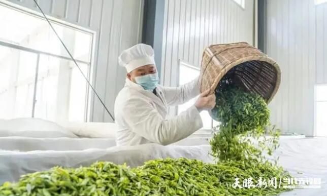 有关于山神箐上芽吐翠 农家四月采茶忙的信息(1)