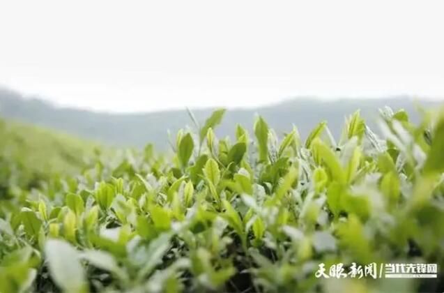 有关于山神箐上芽吐翠 农家四月采茶忙的信息(3)