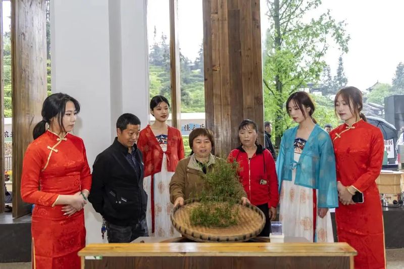 有关于青城问茶·茶香古堰 中国·都江堰第十七届（2023）青城三月三采茶节暨缤纷茶旅季开幕的相关信息(16)