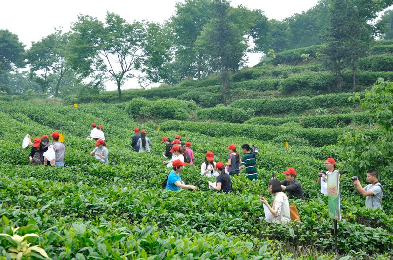 有关于青城问茶·茶香古堰 中国·都江堰第十七届（2023）青城三月三采茶节暨缤纷茶旅季开幕的相关信息(5)