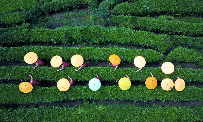 有关于青城问茶·茶香古堰 中国·都江堰第十七届（2023）青城三月三采茶节暨缤纷茶旅季开幕的相关信息(17)