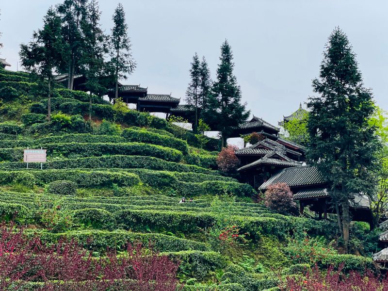 有关于青城问茶·茶香古堰 中国·都江堰第十七届（2023）青城三月三采茶节暨缤纷茶旅季开幕的相关信息(9)