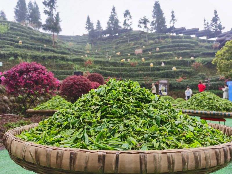 有关于青城问茶·茶香古堰 中国·都江堰第十七届（2023）青城三月三采茶节暨缤纷茶旅季开幕的相关信息(7)