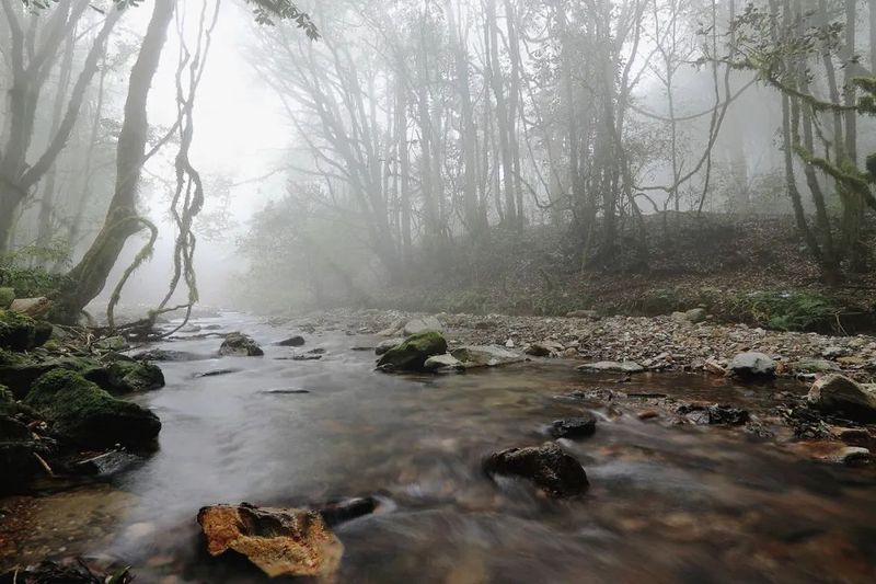 关于又是一年春光好，快来世界野生茶树王之乡赴一场茶香之约吧！的消息(1)