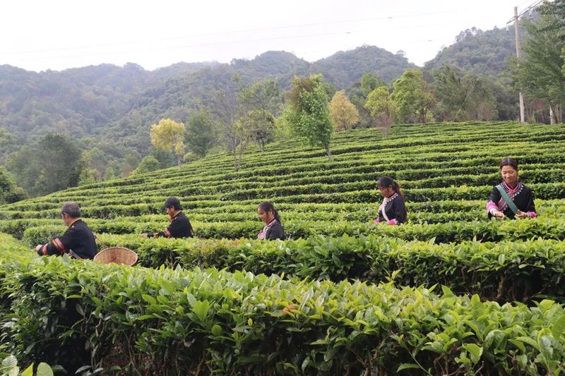 关于又是一年春光好，快来世界野生茶树王之乡赴一场茶香之约吧！的消息(5)
