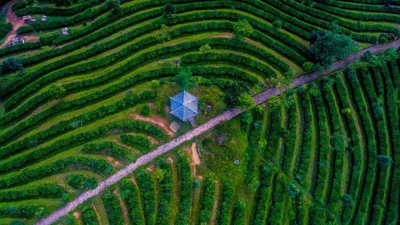 关于又是一年春光好，快来世界野生茶树王之乡赴一场茶香之约吧！的消息(4)