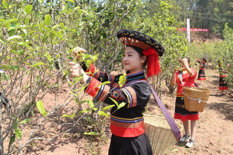 关于又是一年春光好，快来世界野生茶树王之乡赴一场茶香之约吧！的消息(3)
