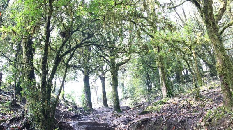 关于又是一年春光好，快来世界野生茶树王之乡赴一场茶香之约吧！的消息(2)