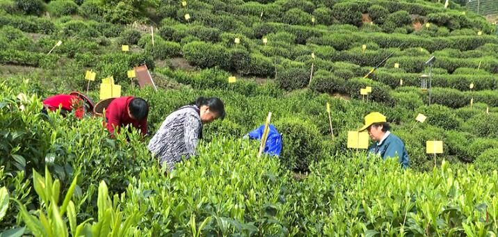 关于一周速读：双江三茶统筹、首届秧塔大白茶、欧标茶园标准正式发布的内容