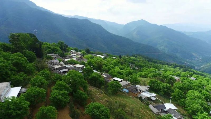 有关于景东县2023年“无量论茶”凤冠山古茶园分会场首届开采节圆满举办的资讯(8)